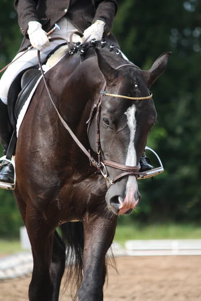 Hermoso retrato de caballo deportivo marrón — Foto de Stock