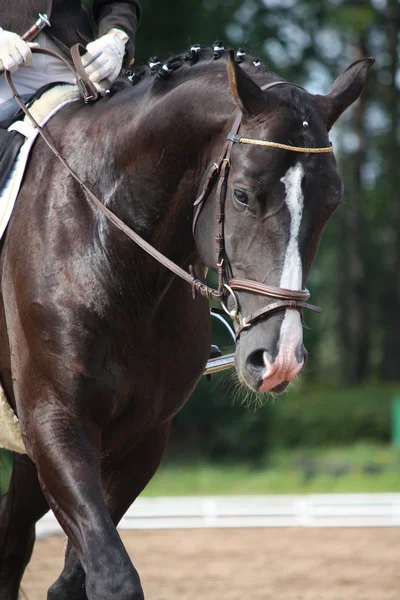 Retrato de cavalo esporte marrom bonito — Fotografia de Stock