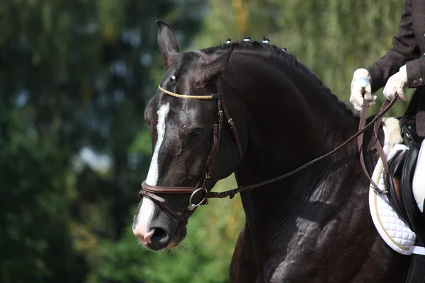 Retrato de cavalo esporte marrom bonito — Fotografia de Stock
