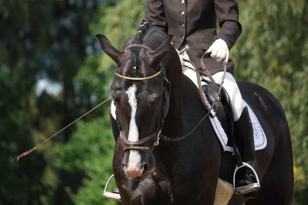 Retrato de cavalo esporte marrom bonito — Fotografia de Stock