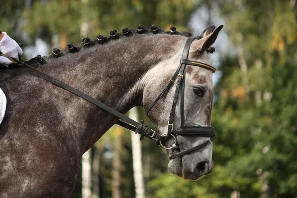 Cinza esporte cavalo retrato — Fotografia de Stock