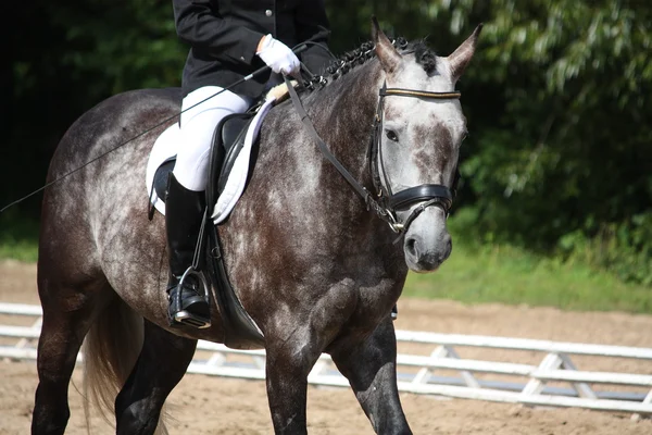 Retrato de caballo deportivo gris — Foto de Stock