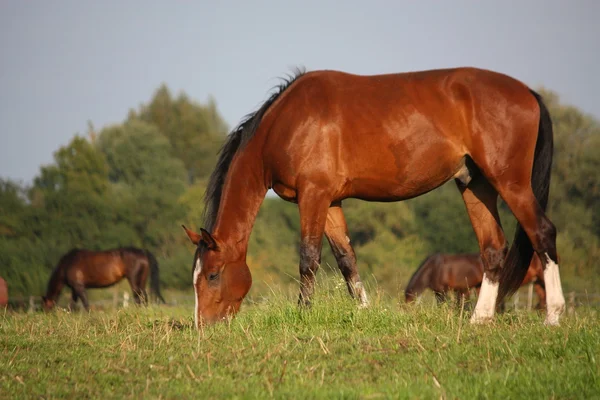 Коричневая лошадь ест траву на пастбище — стоковое фото