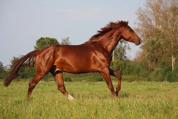 Cavalo castanho correndo livre no campo — Fotografia de Stock