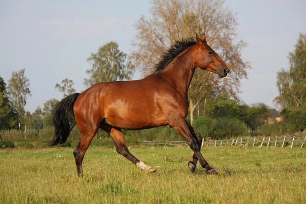 Brun häst kör gratis på fältet — Stockfoto