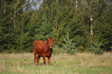 Yaz mera kahverengi buzağı