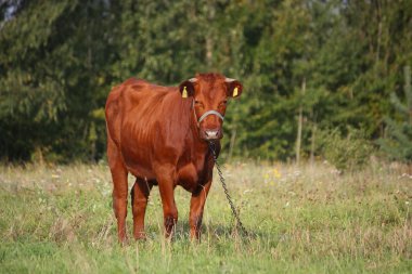 Yaz mera kahverengi buzağı