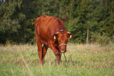 Yaz mera kahverengi buzağı