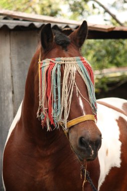 Letonca fıçı at portre yaz aylarında