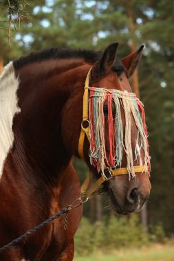 Latvian draught horse portrait in summer clipart