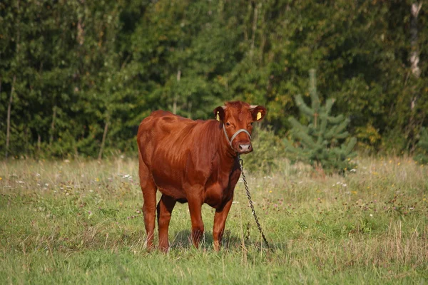 Brown calf at the pasture in summer — Stock Photo, Image