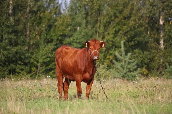 Brown calf at the pasture in summer — Stock Photo, Image