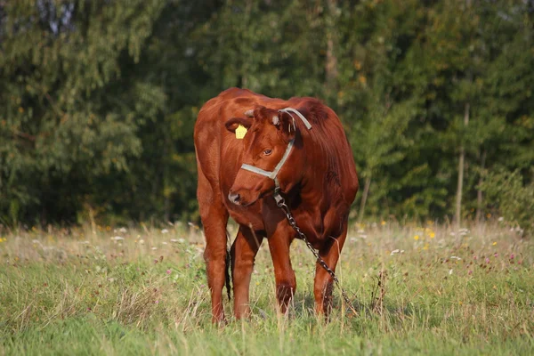 Brun kalv i Hagen på sommaren — Stockfoto