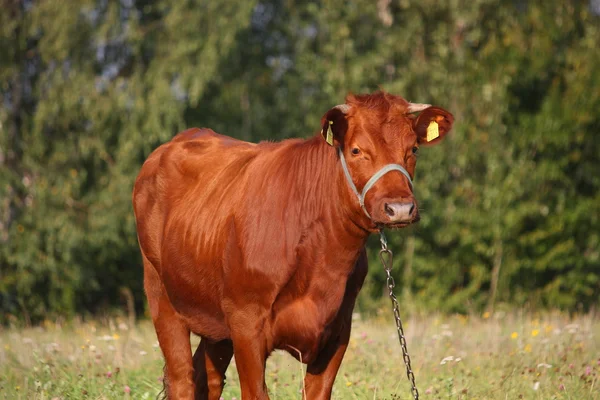 Vitello bruno al pascolo in estate — Foto Stock