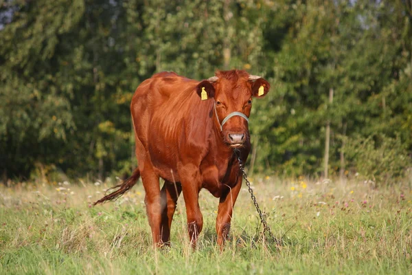 Barna borjú, a nyári legelőn — Stock Fotó