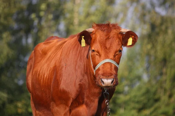 Brązowy cielę na pastwisku w lecie — Zdjęcie stockowe