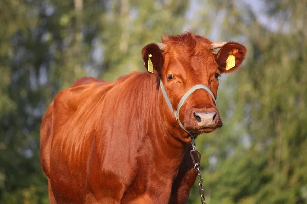 在夏季牧场的棕色小牛 — 图库照片