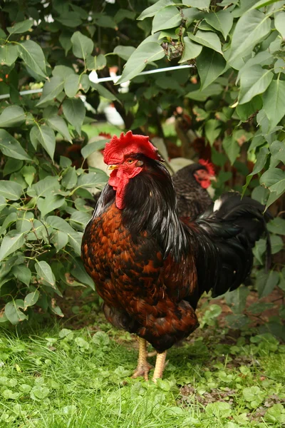 Black and red rooster portrait