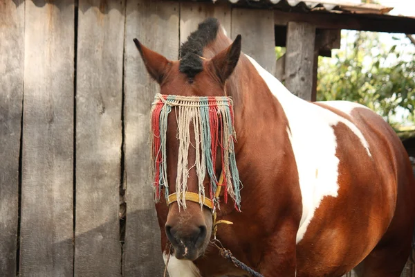 Латиська бочковим кінь портрет влітку — стокове фото