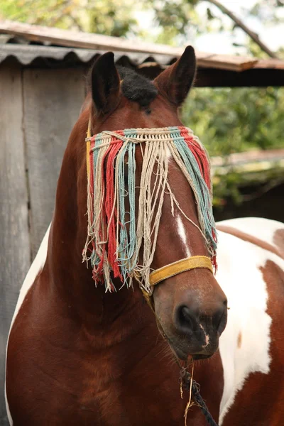 Letonca fıçı at portre yaz aylarında