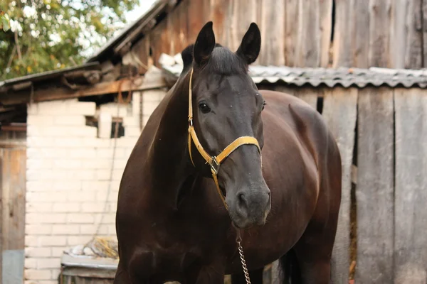 Belo retrato de cavalo preto no estábulo — Fotografia de Stock