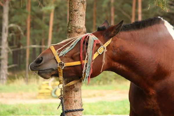 Retrato de caballo de tiro letón en verano — Foto de Stock