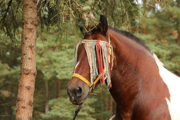 Retrato de cavalo de tração letão no verão — Fotografia de Stock