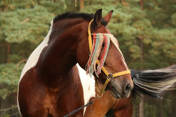 Latvian draught horse portrait in summer — Stock Photo, Image