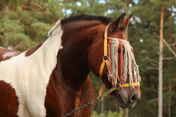 Portrait de cheval de trait letton en été — Photo