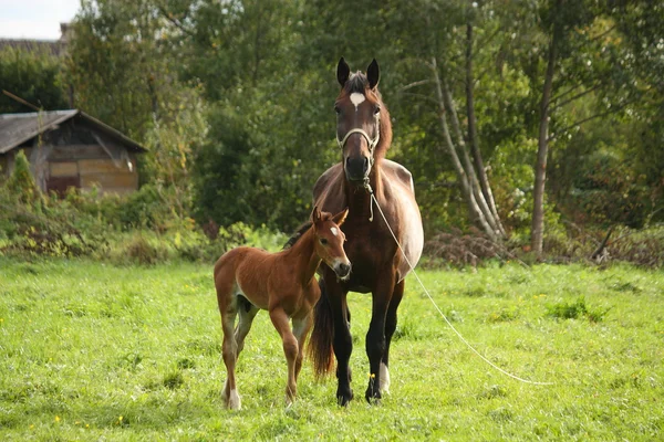 Young foal and his mother at the pasture — Stock fotografie