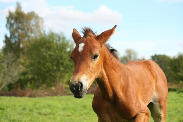 Χαριτωμένο καφέ foal πορτρέτο το καλοκαίρι — Φωτογραφία Αρχείου