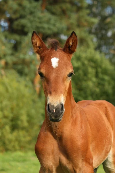 Cute brown foal portrait in summer — Stock Photo, Image