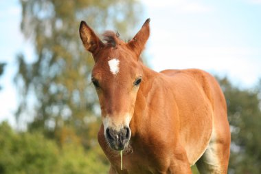 Otlatma, şirin kestane tayı