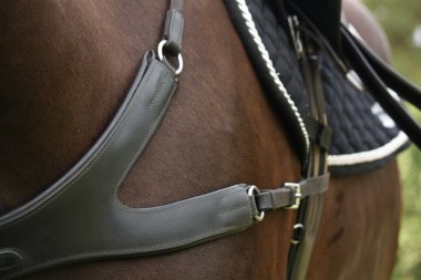 Close up of leather equine breastplate clipart