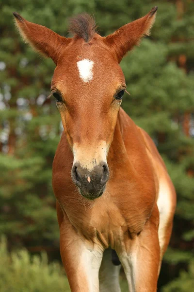 Cute brown foal portrait in summer — Stock Photo, Image