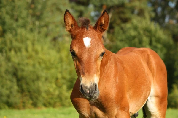 Yaz aylarında portre sevimli kahverengi tayı