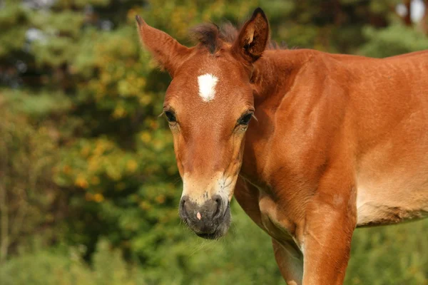 Χαριτωμένο καφέ foal πορτρέτο το καλοκαίρι — Φωτογραφία Αρχείου