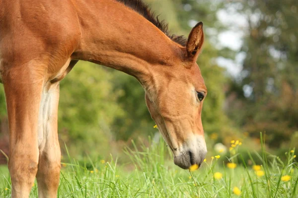 Yaz aylarında portre sevimli kahverengi tayı