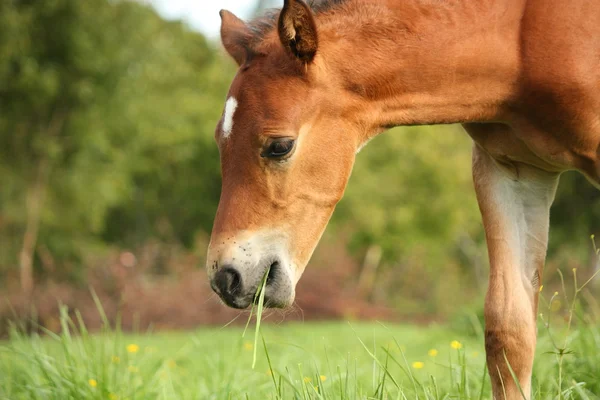 Χαριτωμένο καστανιάς foal κατά τη βόσκηση — Φωτογραφία Αρχείου