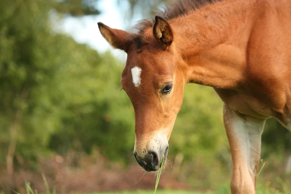 Söta kastanjeträd föl på den betande — Stockfoto