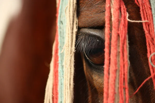 Close up de olho de cavalo marrom — Fotografia de Stock