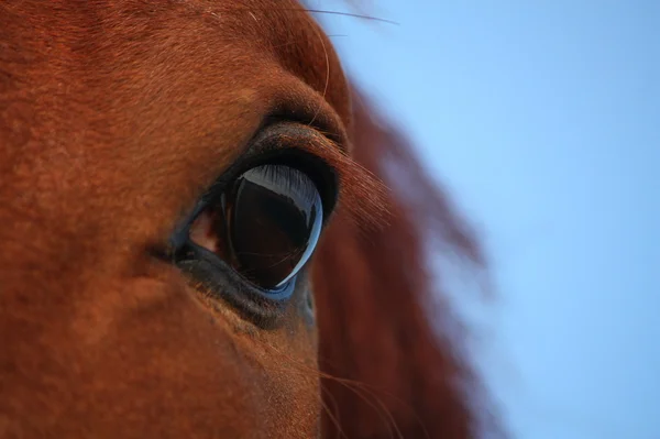 Primer plano de ojo de caballo marrón — Foto de Stock