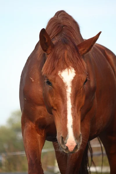 Retrato de caballo deportivo de castaño en manada —  Fotos de Stock