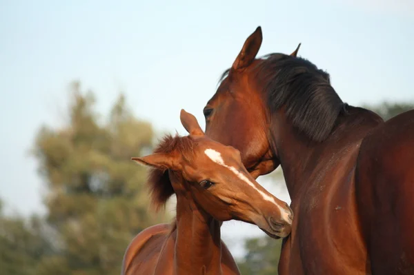 Mutlu kestane Tay ve annesi