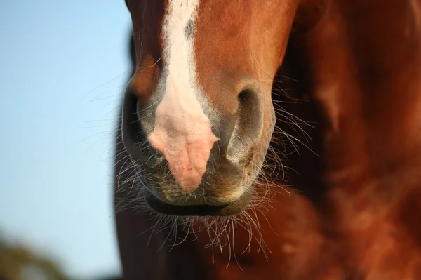 Bliska nosa konia — Zdjęcie stockowe