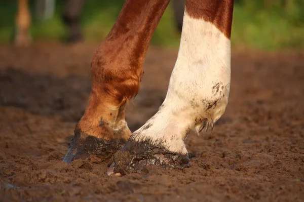 Close up van kastanje paard hoeven — Stockfoto