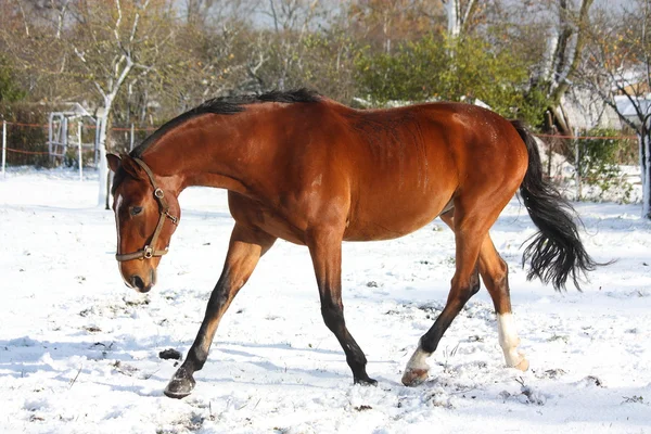 Gelukkig baai paard uitgevoerd in de sneeuw — Stockfoto