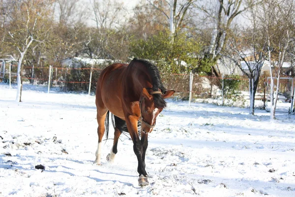 Happy bay horse running in the snow — Stock Photo, Image