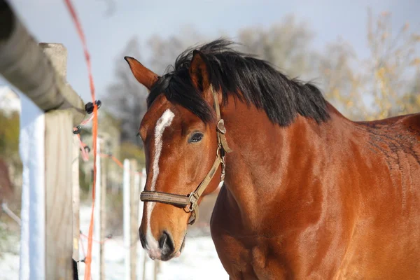 Portrét krásné zátoky sportovní koně — Stock fotografie