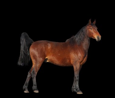 Körfez atı siyah arka planda tek başına duruyor.